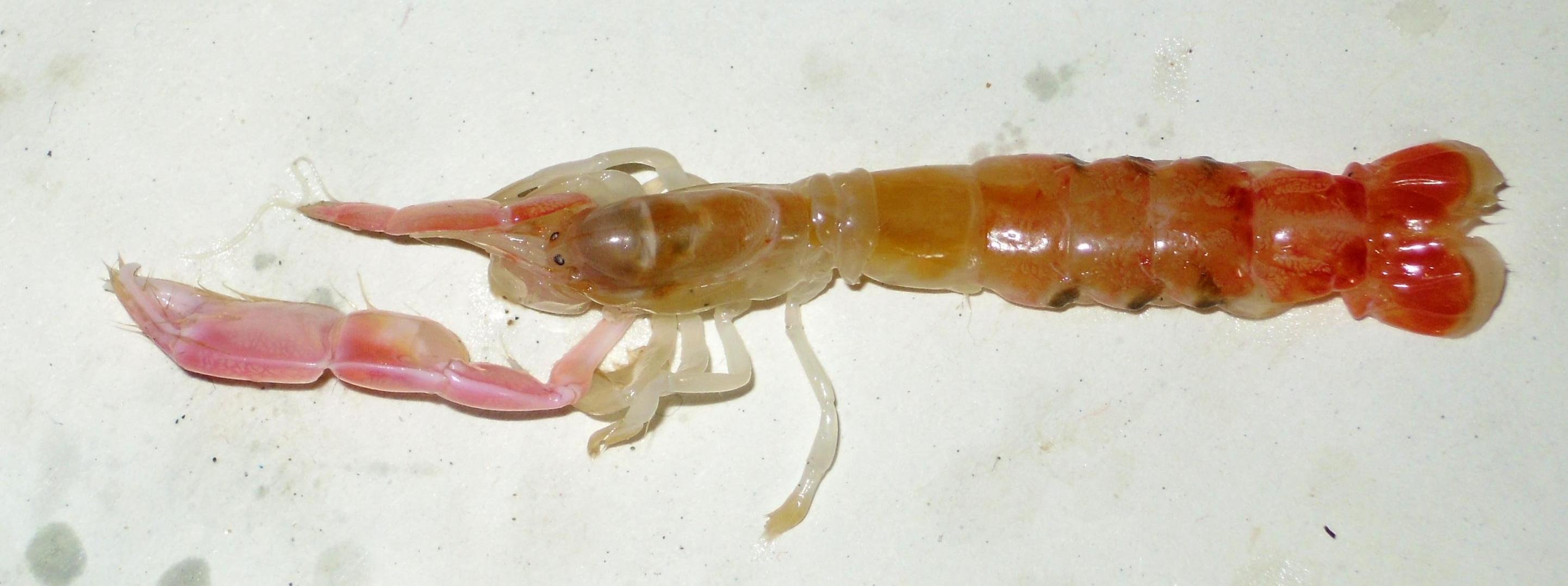 Callianassa tyrrhena e Alpheus sp.